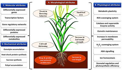 Transcriptomic response of minor millets to abiotic stresses